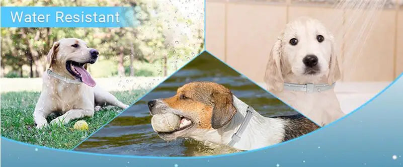 🐾 Coleira Calmante para Cães e Gatos – Proteção e Relaxamento